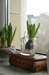 Photo of Beautiful bulbous plants on windowsill indoors. Spring time