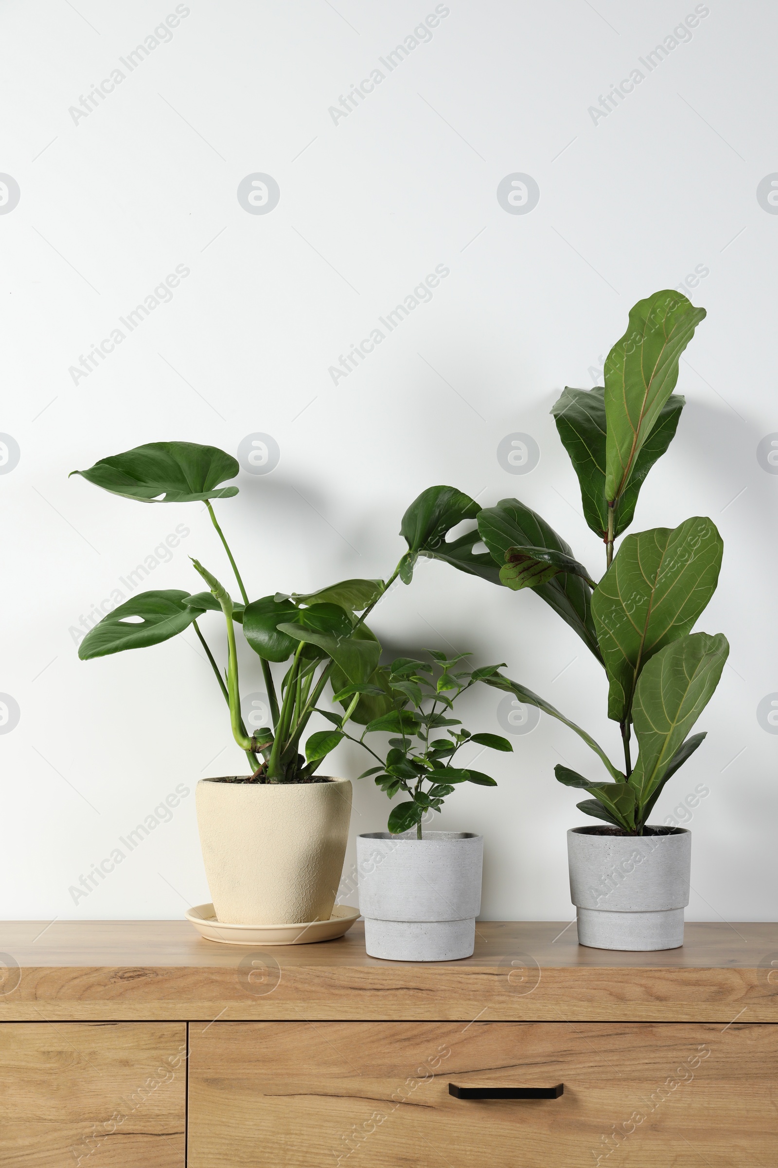 Photo of Many different houseplants in pots on wooden chest of drawers near white wall, space for text