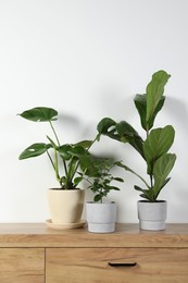 Photo of Many different houseplants in pots on wooden chest of drawers near white wall, space for text
