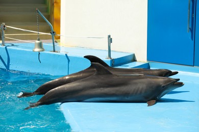 Photo of Dolphins near pool at marine mammal park