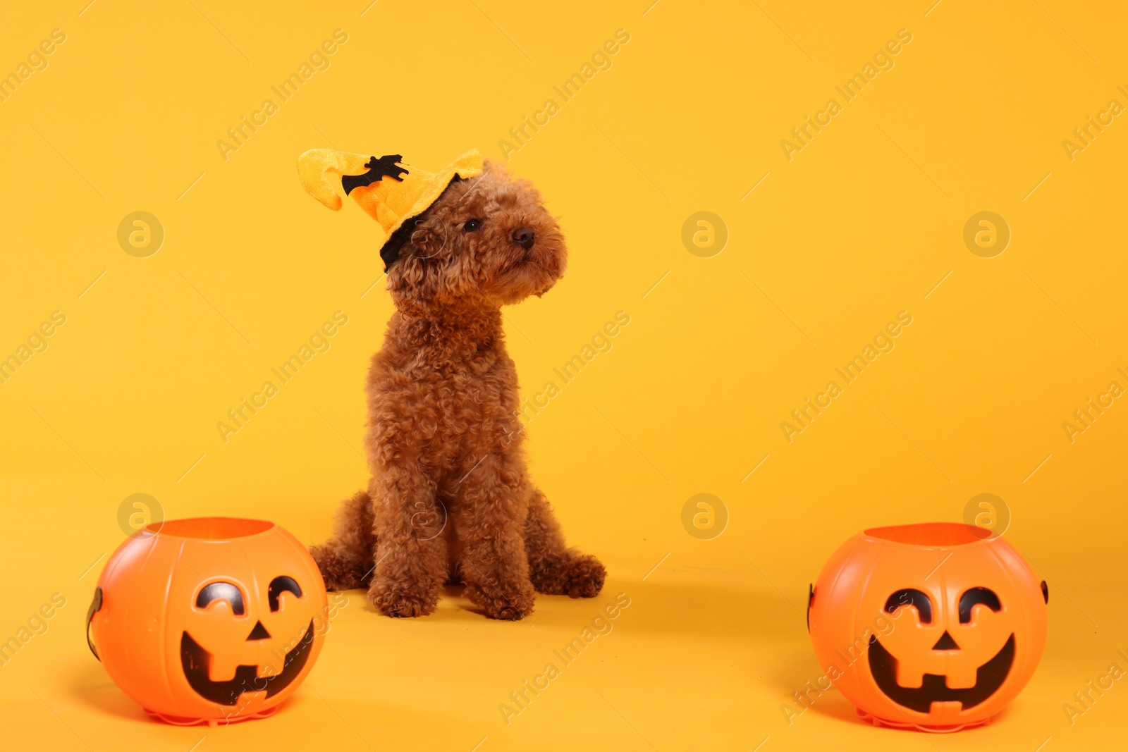 Photo of Happy Halloween. Cute Maltipoo dog with decorated hat and pumpkin treat buckets on orange background