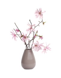 Magnolia tree branches with beautiful flowers in vase isolated on white