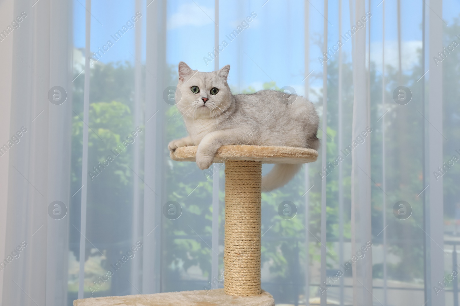 Photo of Adorable white British Shorthair cat on pet tree at home