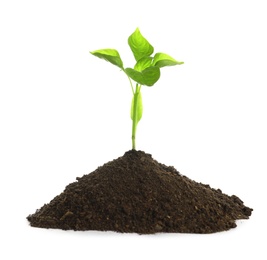 Young seedling in fertile soil on white background