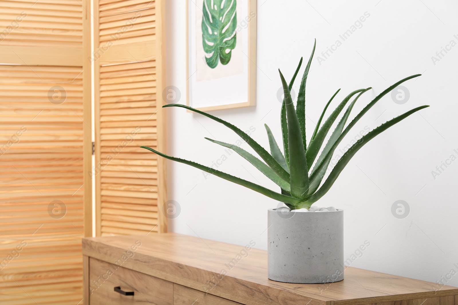Photo of Beautiful potted aloe vera plant on chest of drawers indoors, space for text