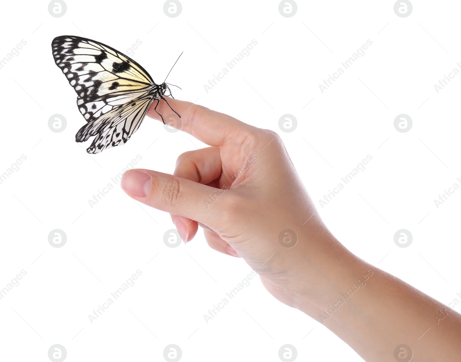 Photo of Woman holding beautiful rice paper butterfly on white background, closeup