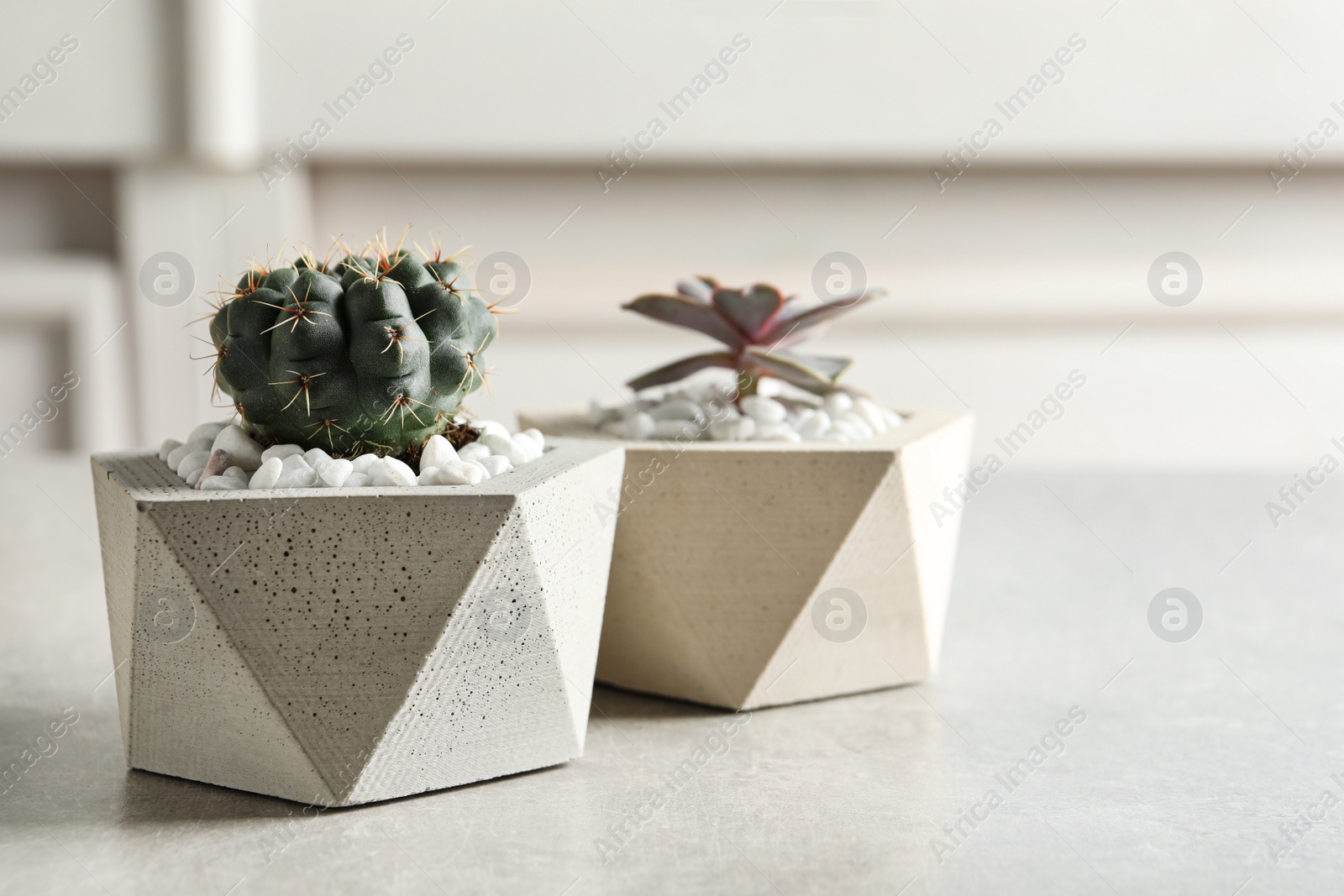 Photo of Beautiful succulent plants in stylish flowerpots on table indoors, space for text. Home decor