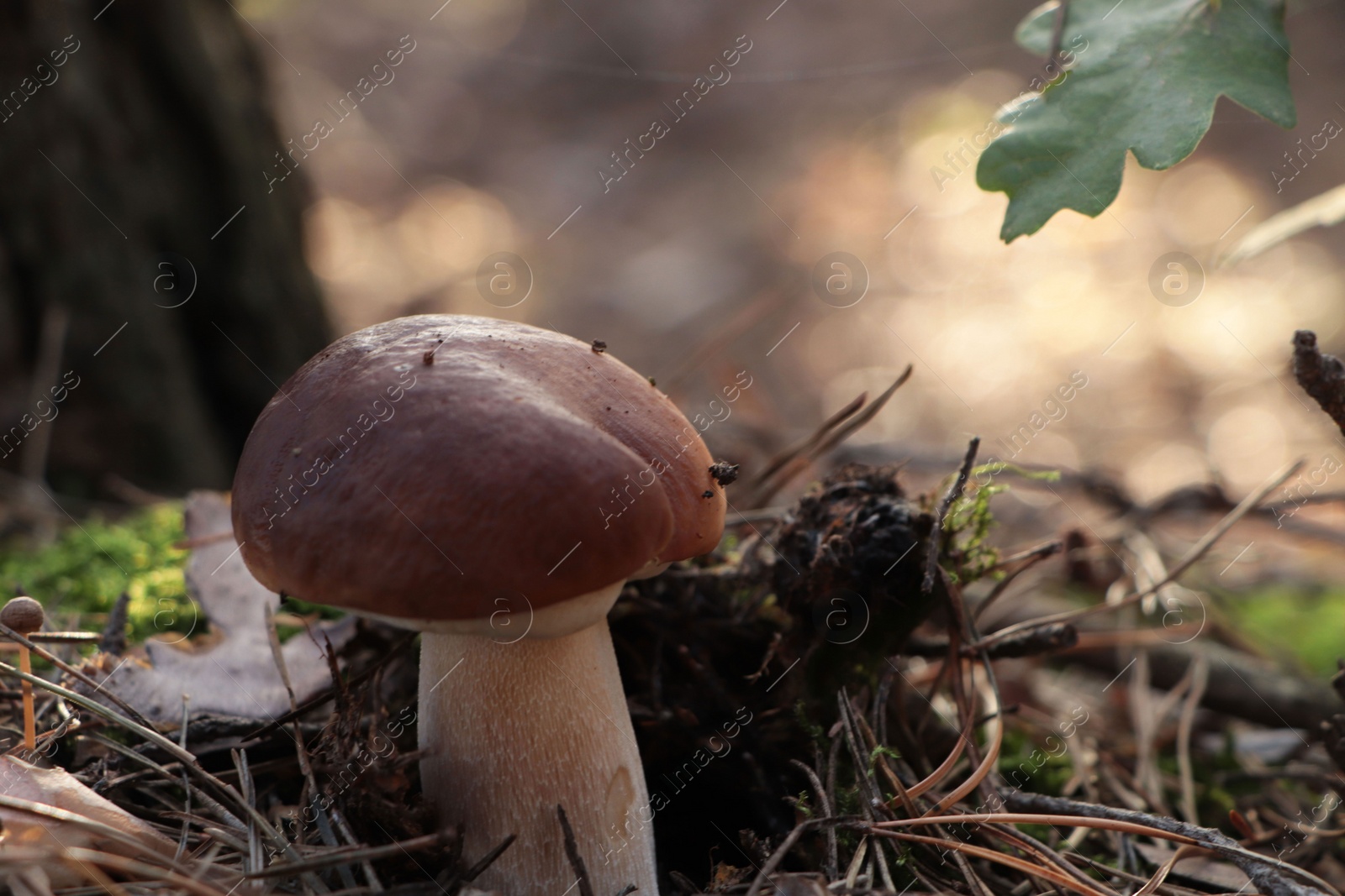 Photo of Beautiful porcini mushroom growing in forest on autumn day, closeup