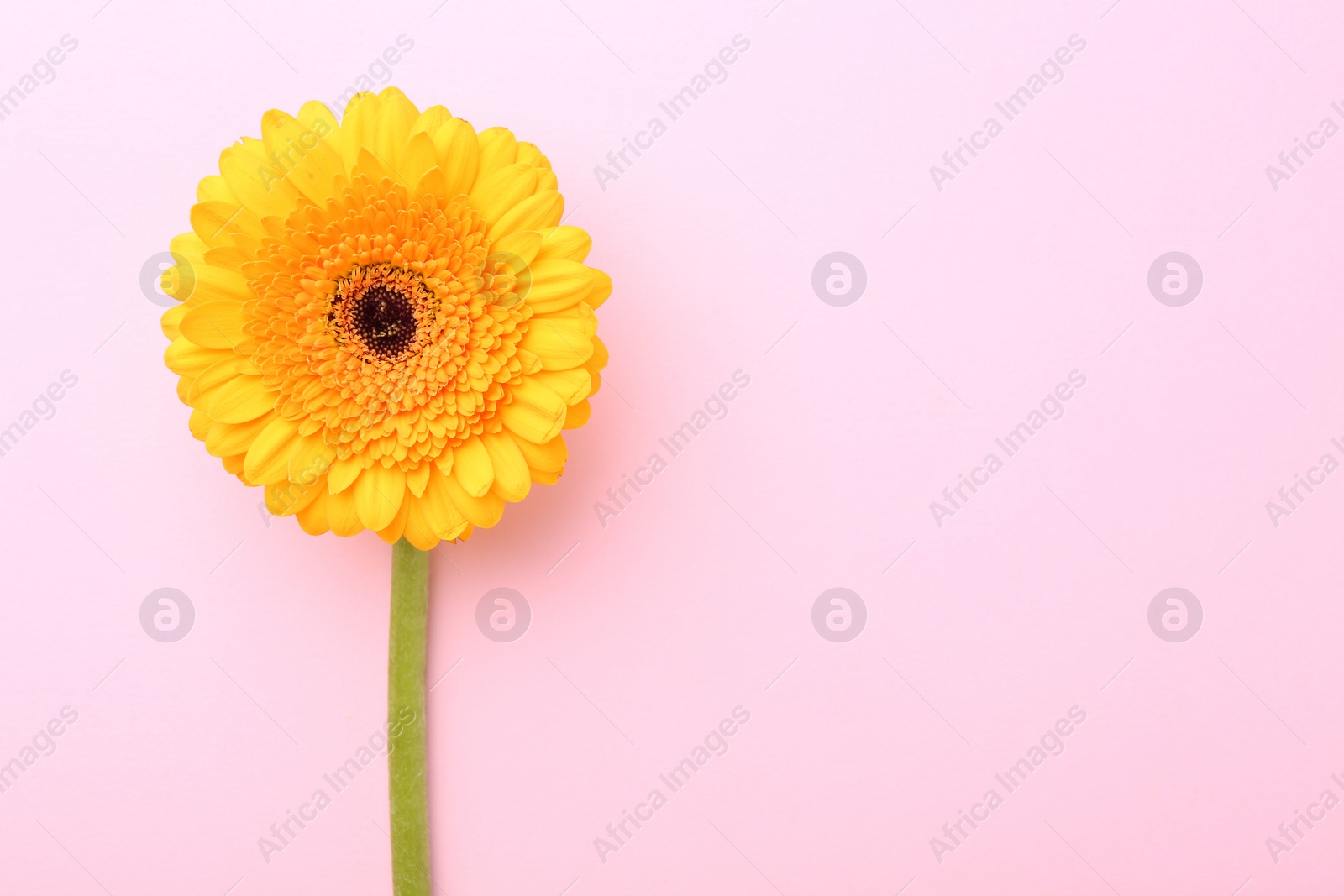 Photo of Beautiful yellow gerbera flower on pink background, top view. Space for text