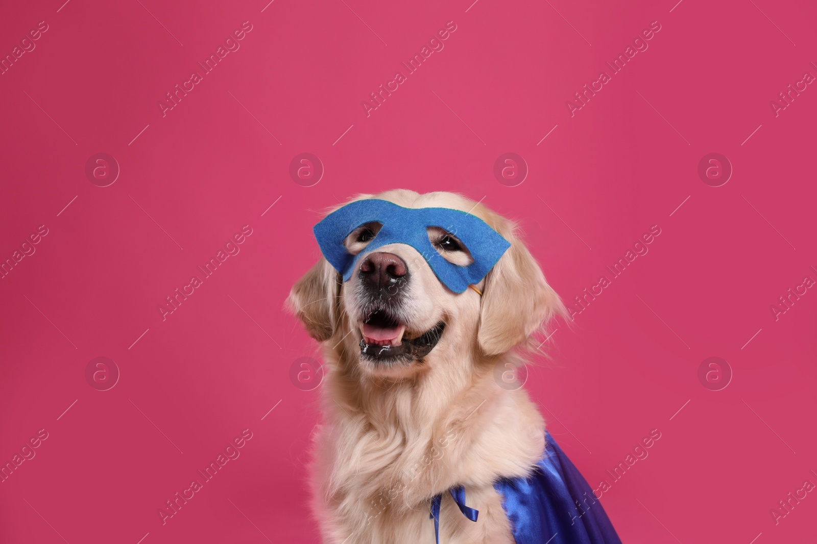 Photo of Adorable dog in blue superhero cape and mask on pink background