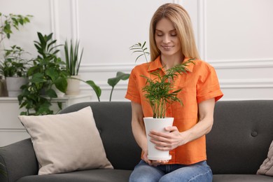 Woman holding pot with beautiful plant on sofa at home