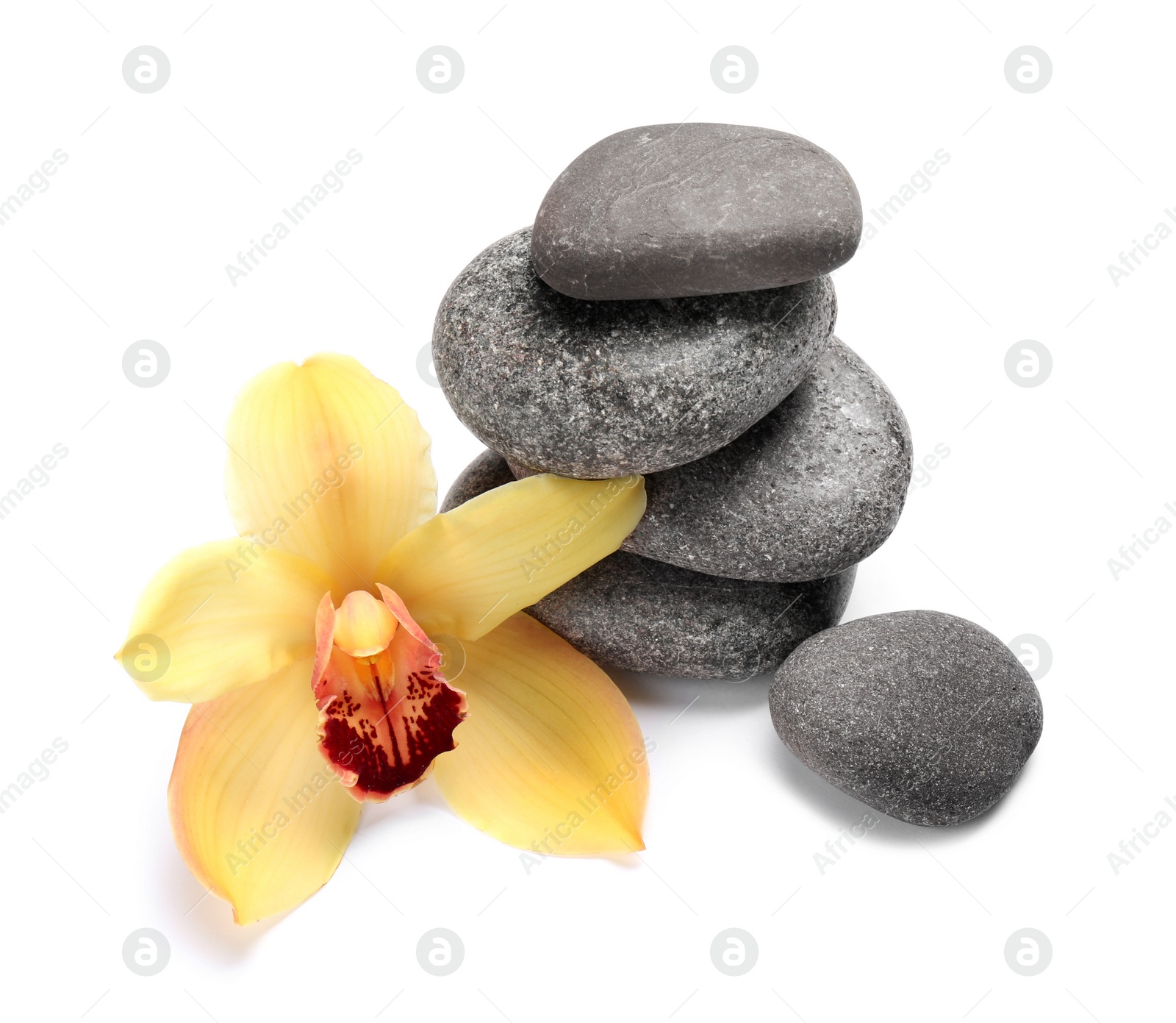 Photo of Beautiful orchid flower and spa stones on white background