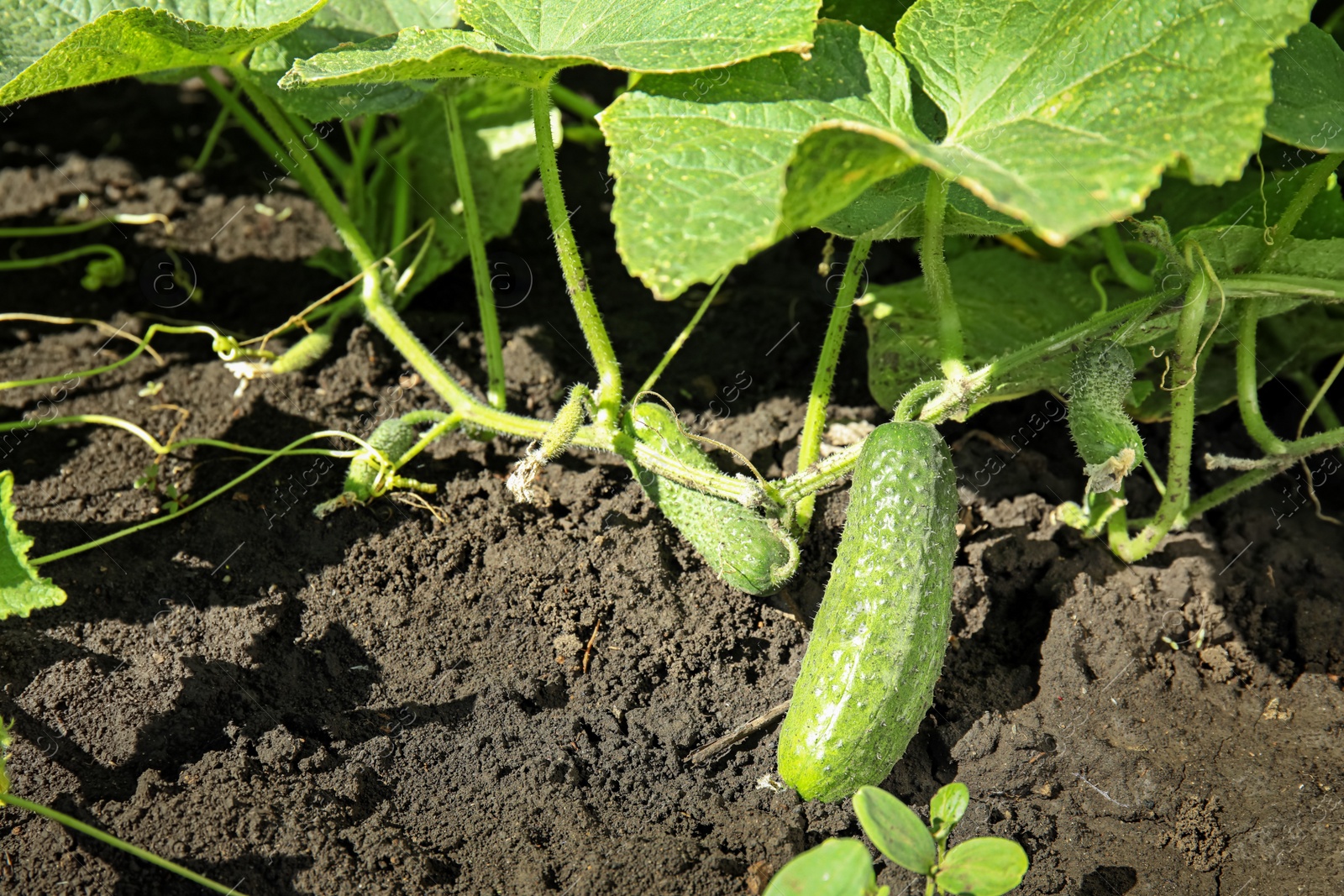 Photo of Green plant with ripe cucumber in garden on sunny day