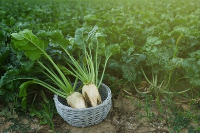 Photo of Fresh white beet plants in wicker basket outdoors, space for text