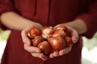 Woman holding pile of tulip bulbs on blurred background, closeup