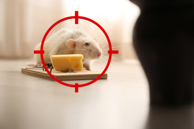 Image of Gun target on rat near mousetrap with cheese indoors. Pest Control
