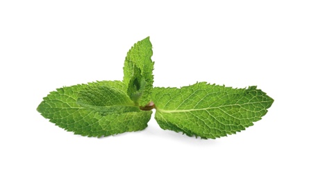 Fresh green mint leaves on white background