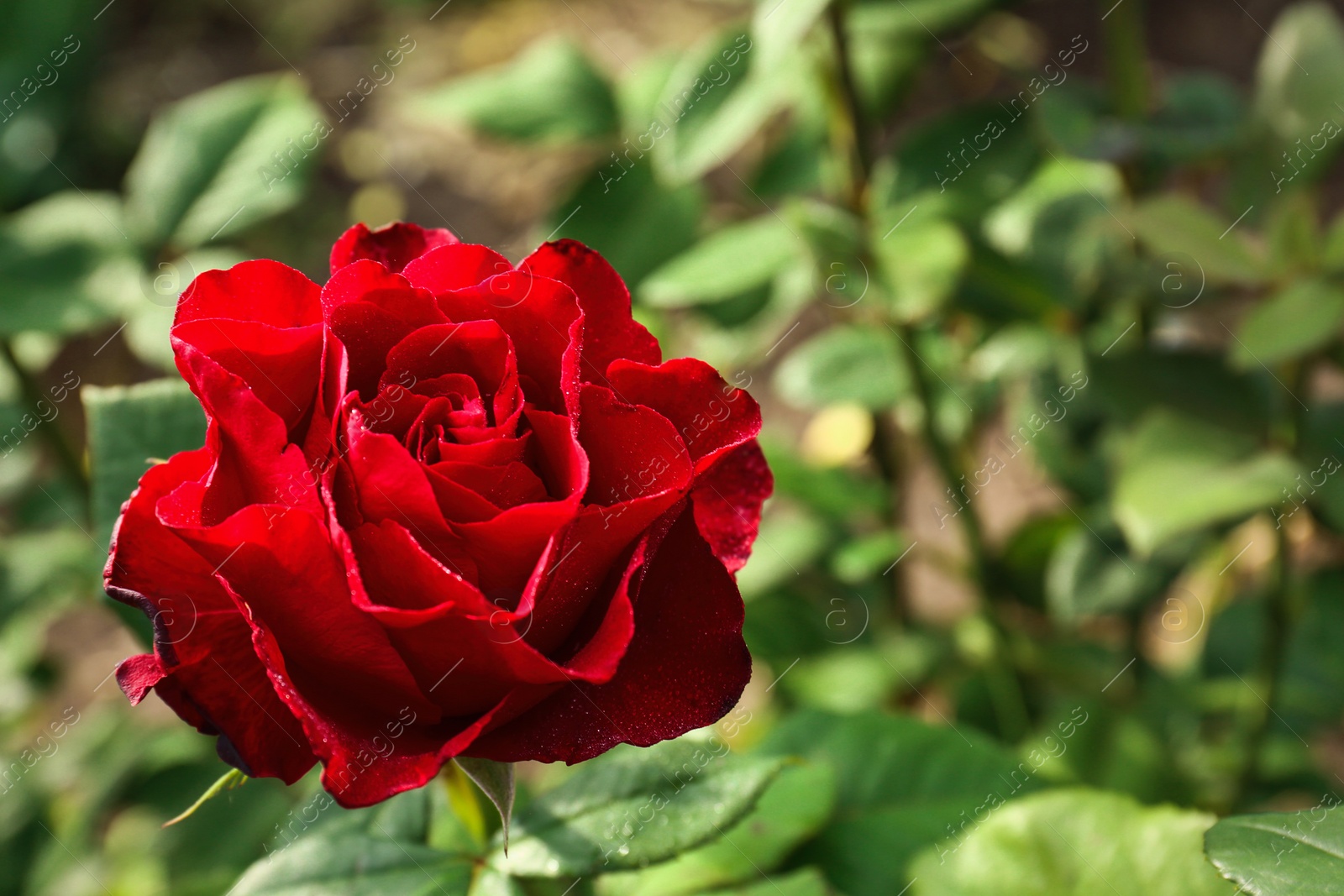 Photo of Beautiful blooming red rose in garden on summer day, closeup. Space for text