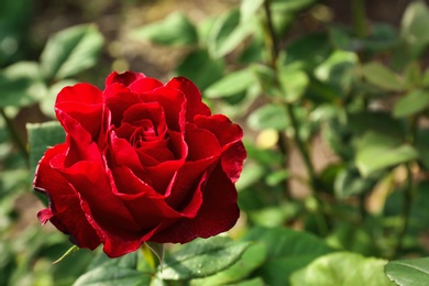 Photo of Beautiful blooming red rose in garden on summer day, closeup. Space for text