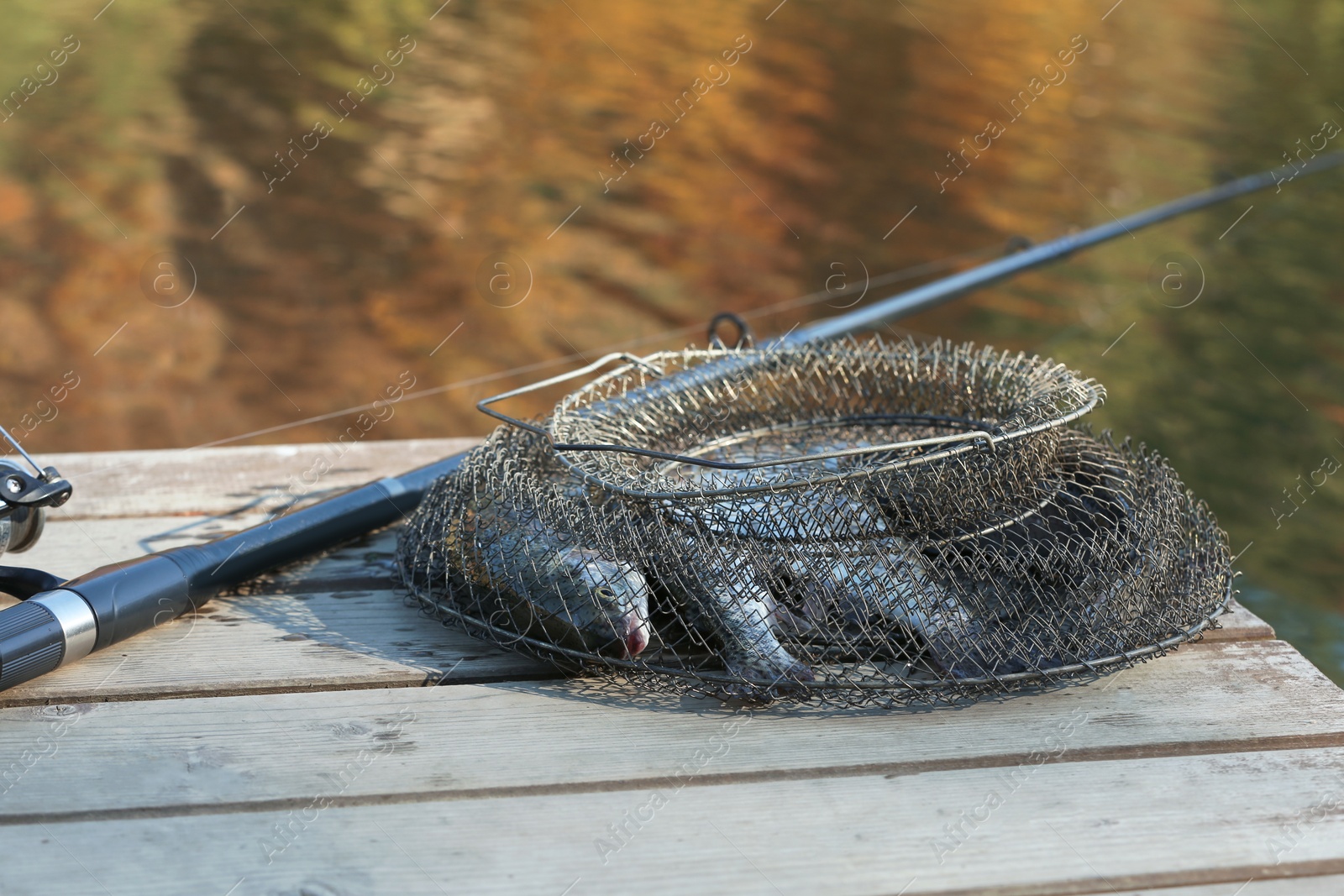 Photo of Fishing rod and fresh fish on wooden pier near pond