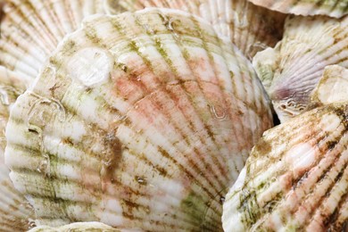 Photo of Fresh raw scallops in shells as background, closeup