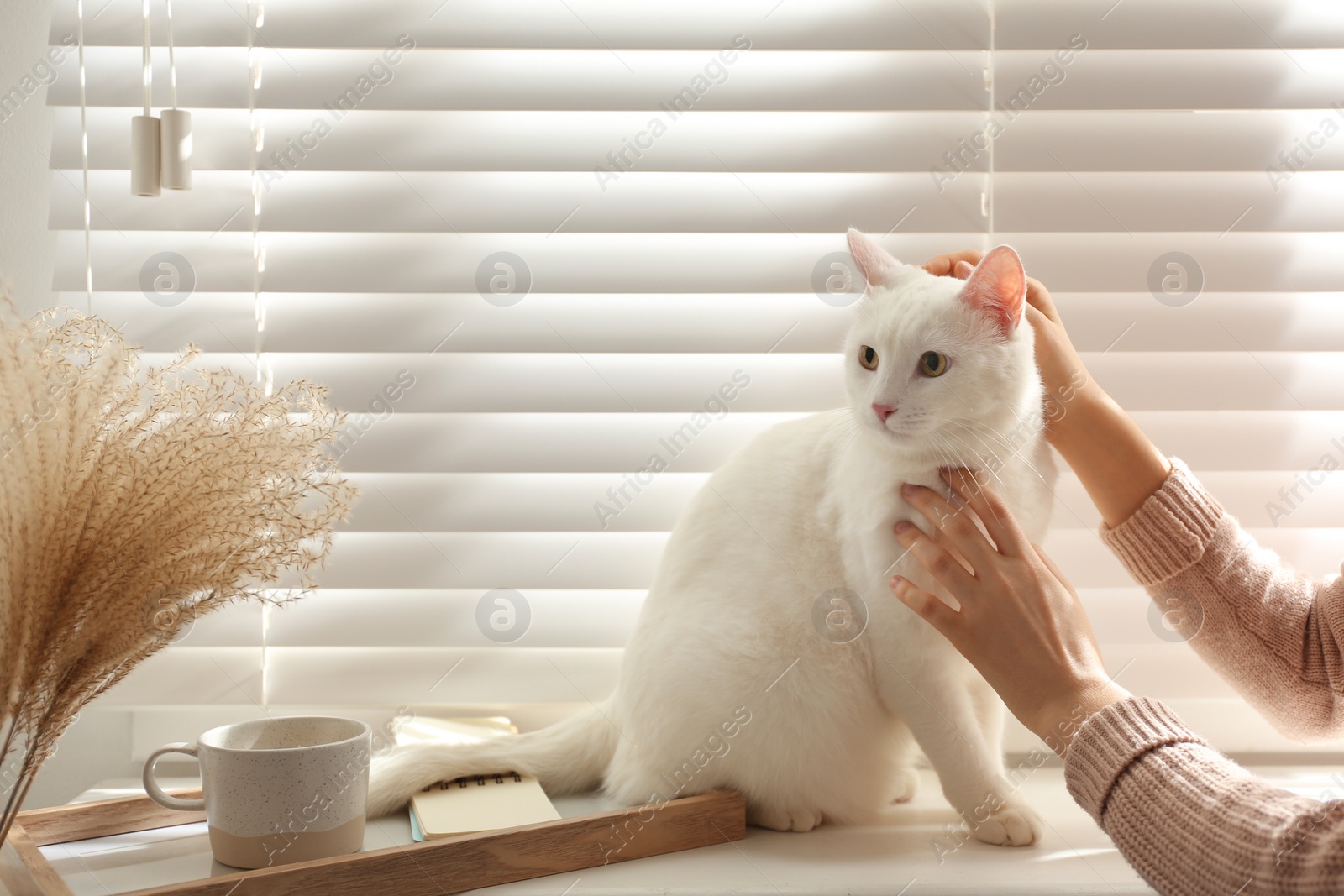 Photo of Young woman petting her beautiful white cat at home, closeup. Fluffy pet