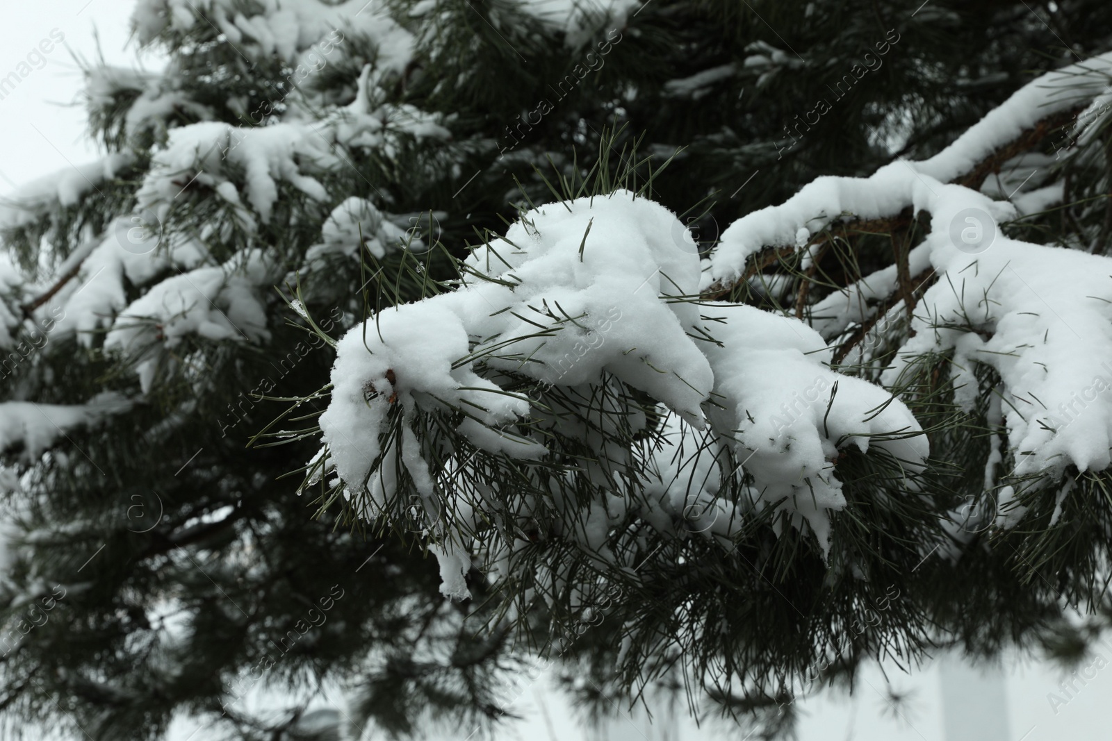 Photo of Fir tree covered with snow on winter day