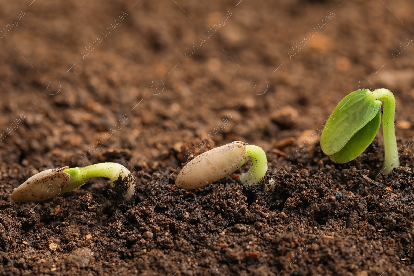 Photo of Little green seedlings growing in fertile soil
