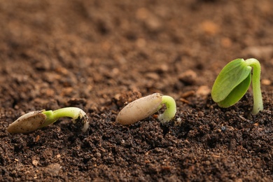 Little green seedlings growing in fertile soil