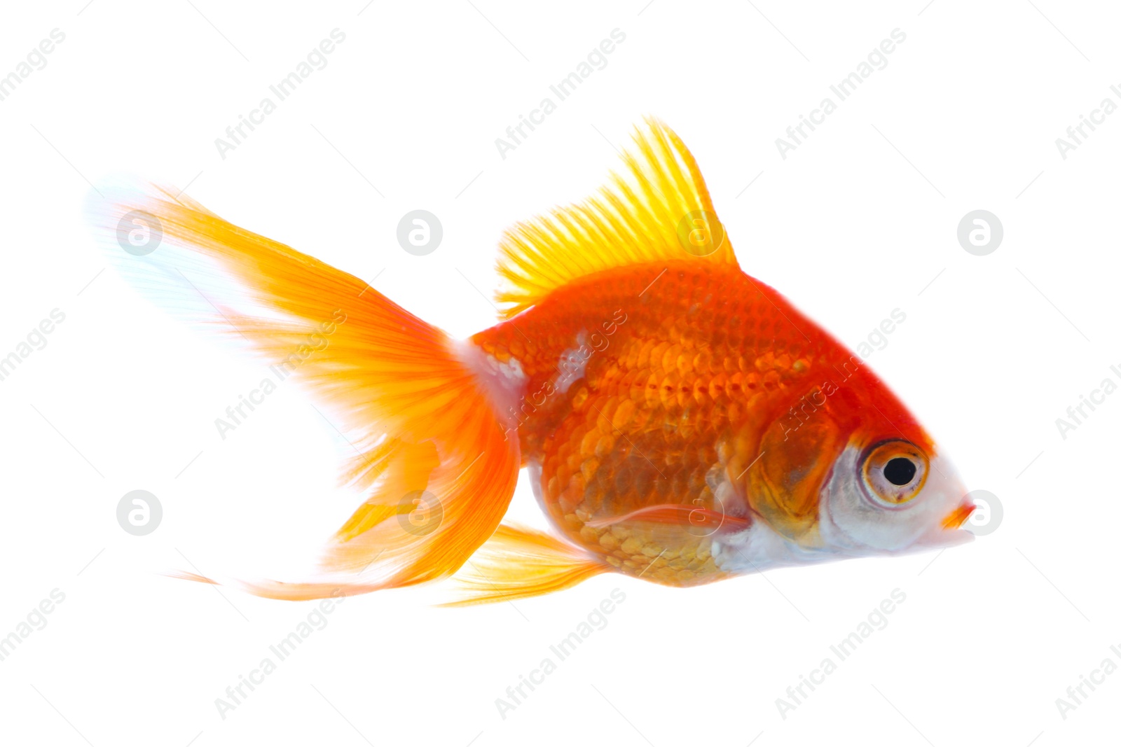 Photo of Beautiful bright small goldfish isolated on white