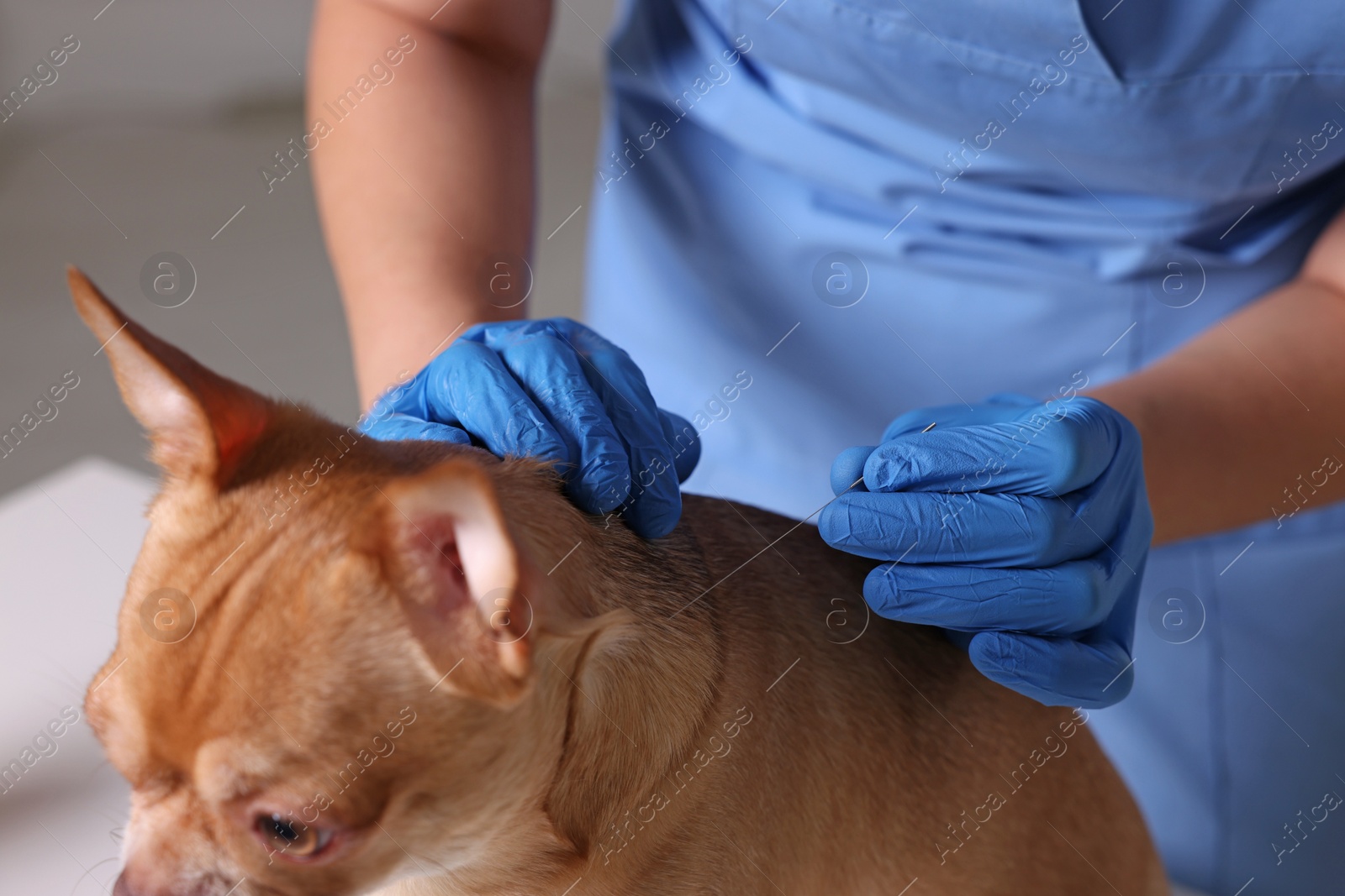 Photo of Veterinary holding acupuncture needle near dog's neck in clinic, closeup. Animal treatment