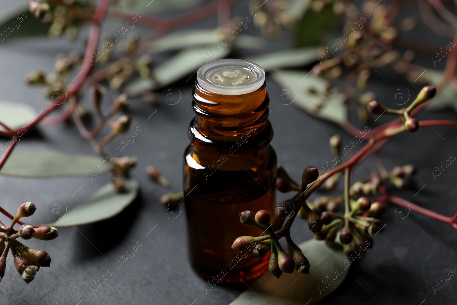 Photo of Bottle of eucalyptus essential oil and plant branches on grey table