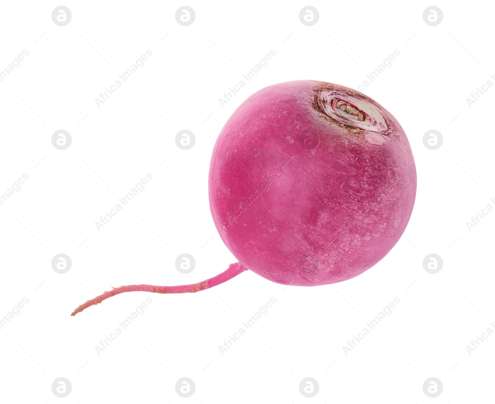 Photo of Whole fresh ripe turnip on white background