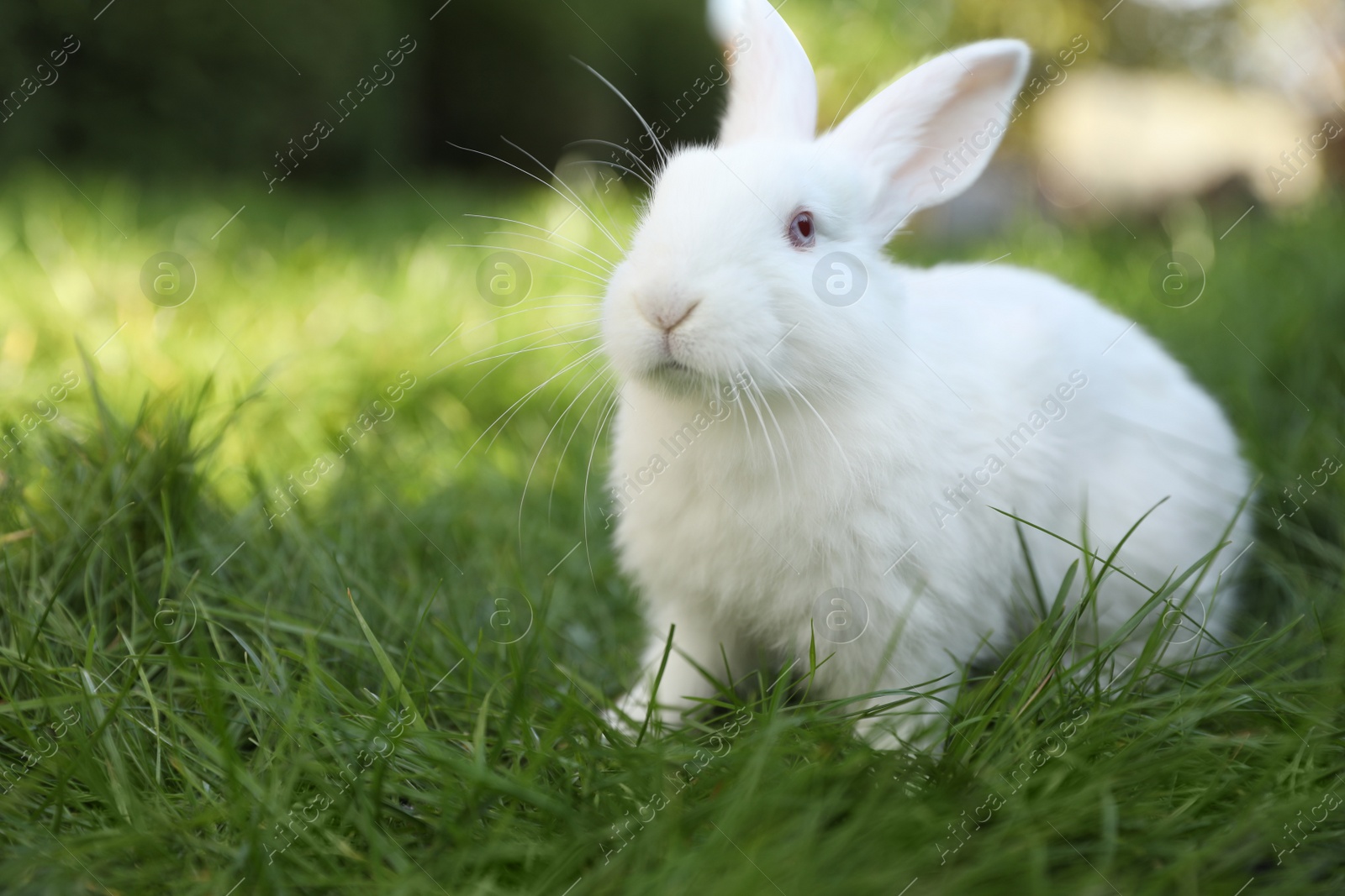 Photo of Cute white rabbit on green grass outdoors