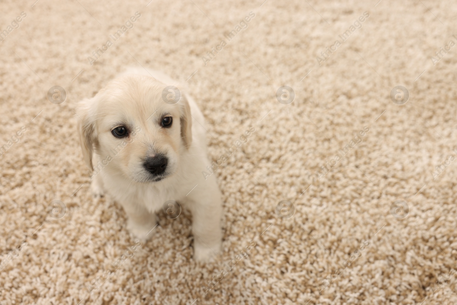 Photo of Cute little puppy on beige carpet. Space for text