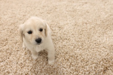 Photo of Cute little puppy on beige carpet. Space for text