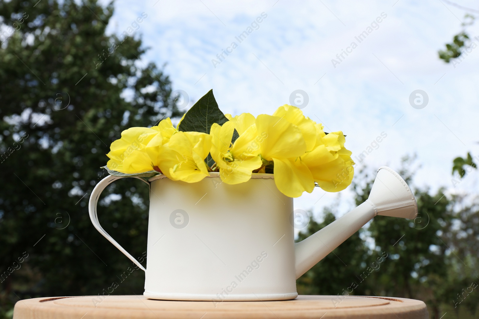 Photo of White watering can with beautiful yellow oenothera flowers on wooden table outdoors