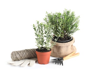 Photo of Plants and gardening tools on white background