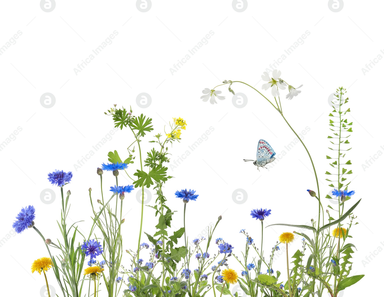 Image of Colorful meadow flowers and butterfly on white background