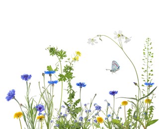 Colorful meadow flowers and butterfly on white background