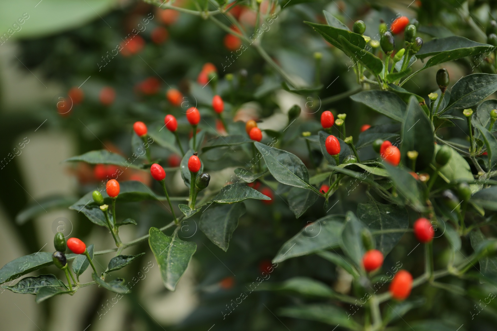 Photo of Chili pepper plant growing in garden outdoors, closeup