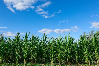 Photo of Beautiful view of corn growing in field