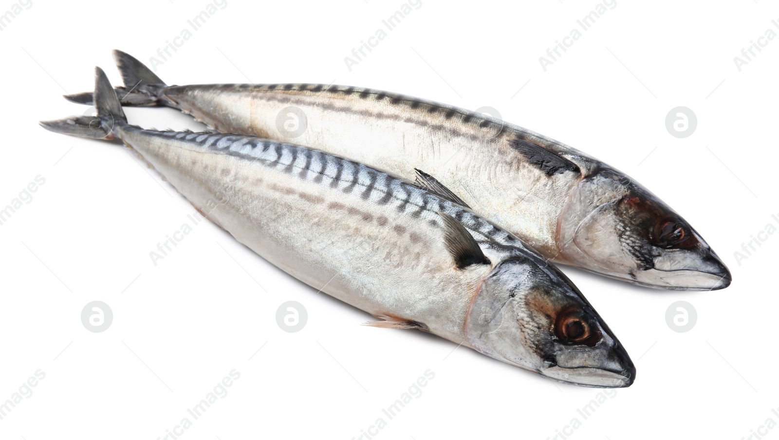 Photo of Two tasty raw mackerels isolated on white