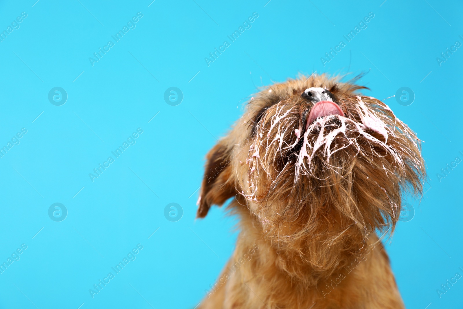 Photo of Studio portrait of funny Brussels Griffon dog with cream on muzzle against color background. Space for text