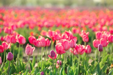 Picturesque view of field with blossoming tulips on sunny spring day