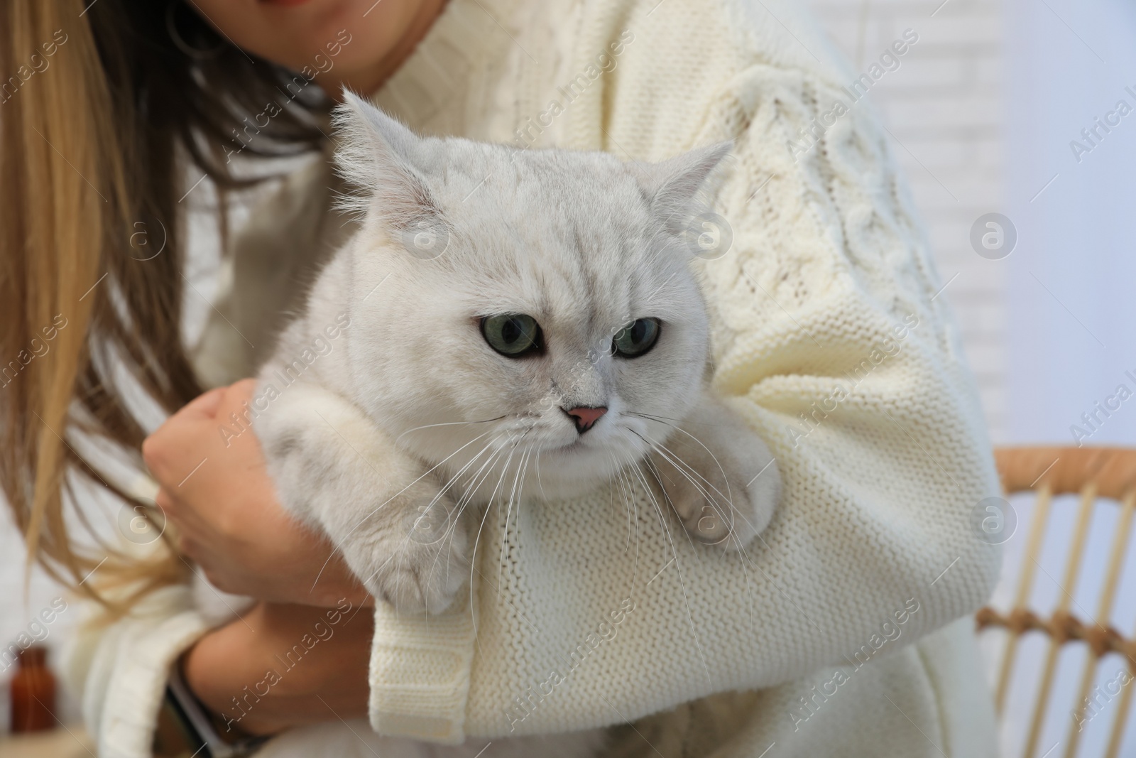 Photo of Adorable white British Shorthair cat with his owner indoors, closeup. Cute pet