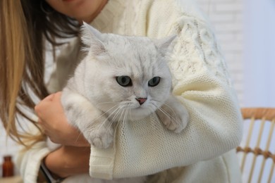 Photo of Adorable white British Shorthair cat with his owner indoors, closeup. Cute pet