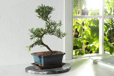 Photo of Japanese bonsai plant on countertop indoors, space for text. Creating zen atmosphere at home