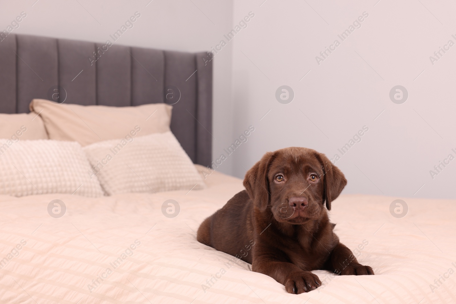 Photo of Cute chocolate Labrador Retriever on soft bed in room, space for text. Lovely pet