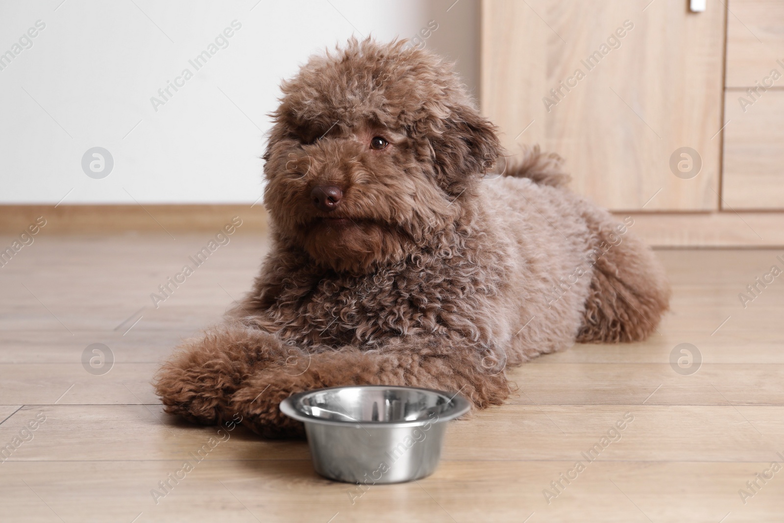 Photo of Cute Toy Poodle dog near feeding bowl indoors